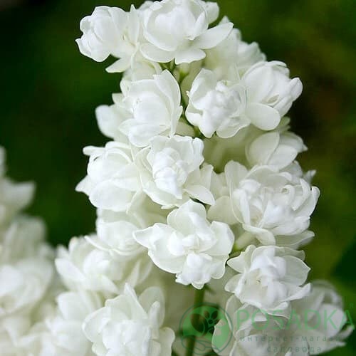 картинка Сирень обыкновенная Память о Колесникове 