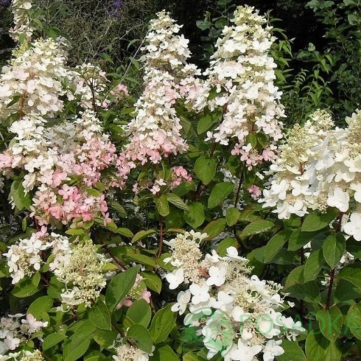 картинка Гортензия метельчатая White Lady (Уайт Леди) 
