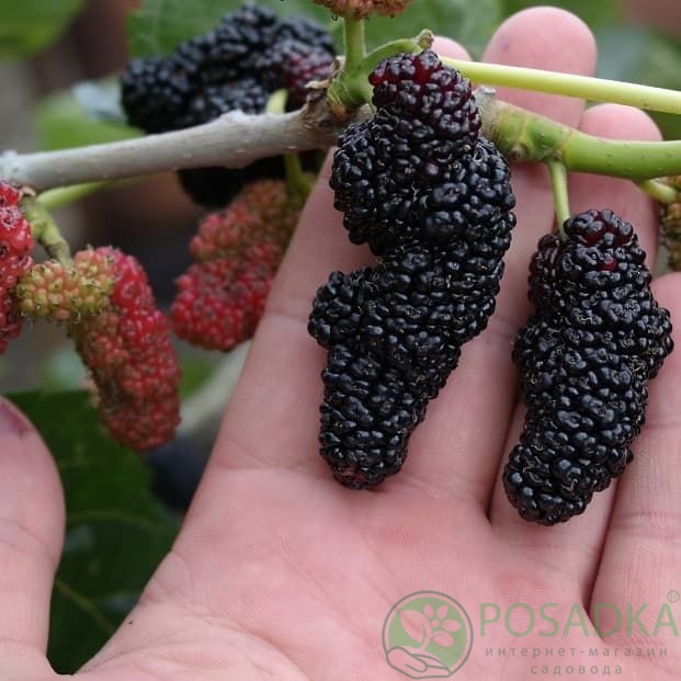 картинка Шелковица чёрная Королевская 