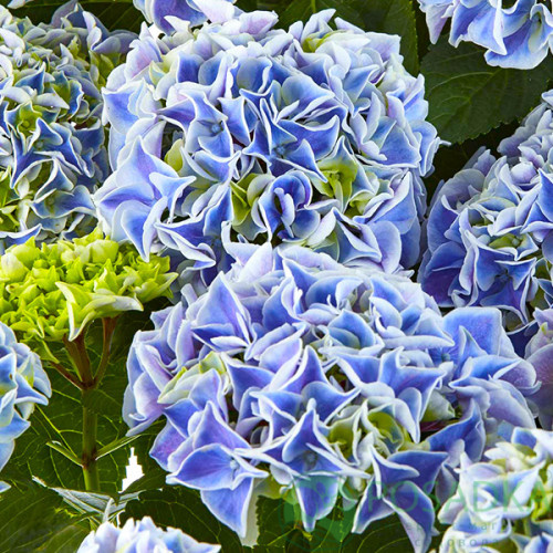 картинка Гортензия крупнолистая Saxon Candy Heart Blue 