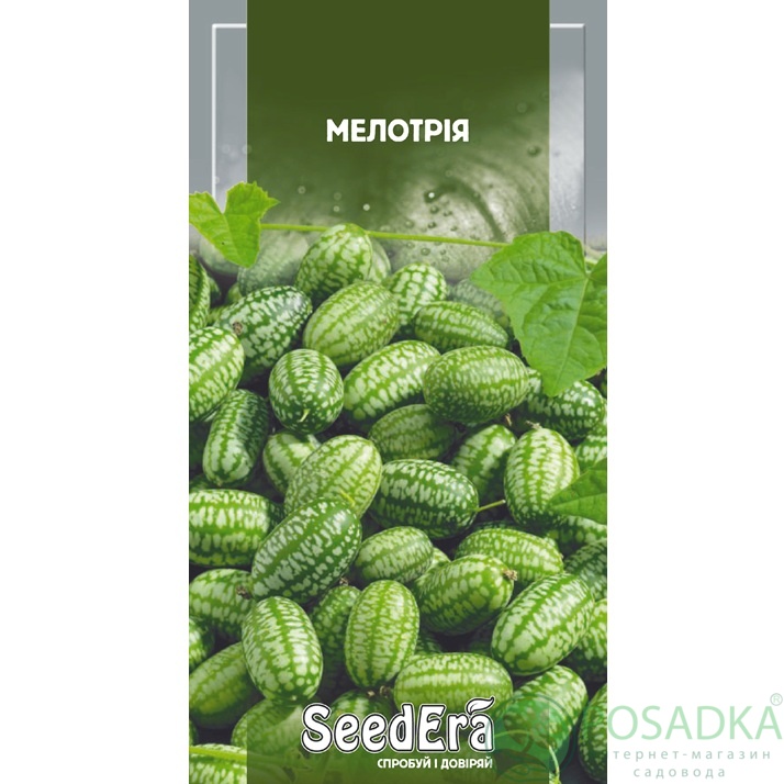 картинка Семена Мелотрия 10 шт, Seedera 