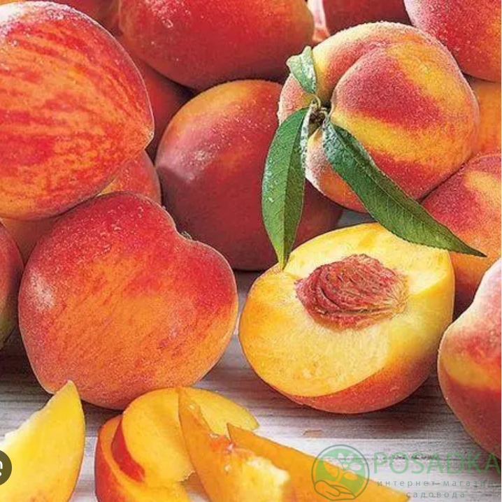 картинка Персик Фаворит Мореттини 