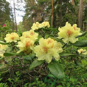 картинка Рододендрон Kristian's Sunshine С4 