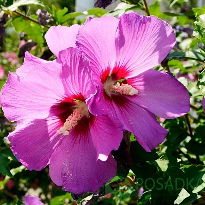 картинка Гибискус сирийский Russian Violet Floru 7.5л картинка Гибискус сирийский Russian Violet Floru 7.5л