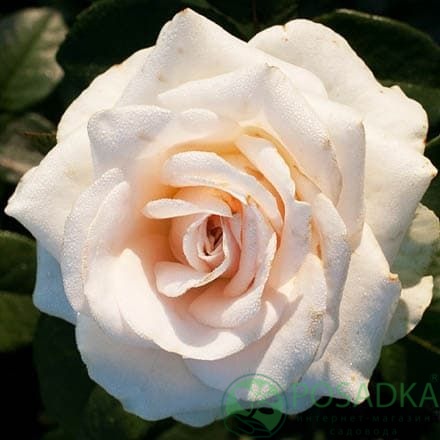 картинка Роза чайно-гибридная Клер Оушен 