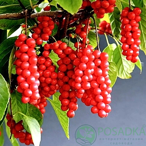картинка Лимонник Китайский картинка Лимонник Китайский