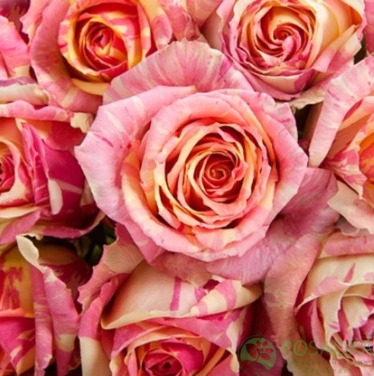 картинка Роза чайно-гибридная Фиеста 