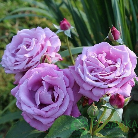 картинка Роза чайно-гибридная Шарль де Голь 