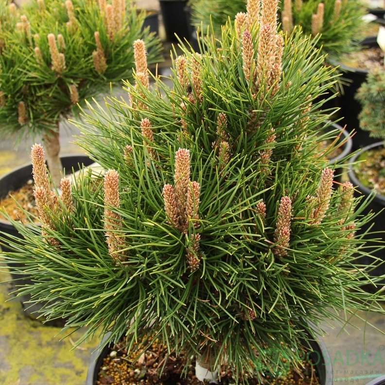 картинка Сосна tabuliformis 'Shenyang' 