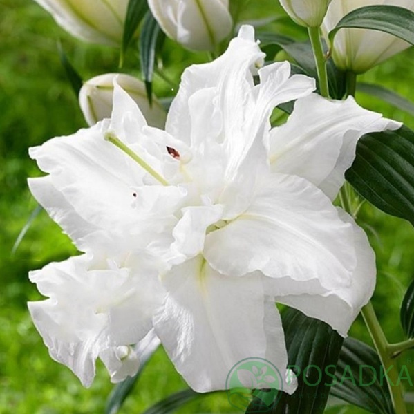 картинка Лилия Bowl Of Beauty 