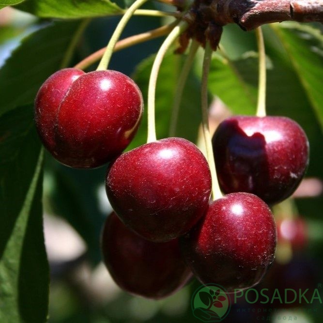 картинка Вишня Барон Йошикай 