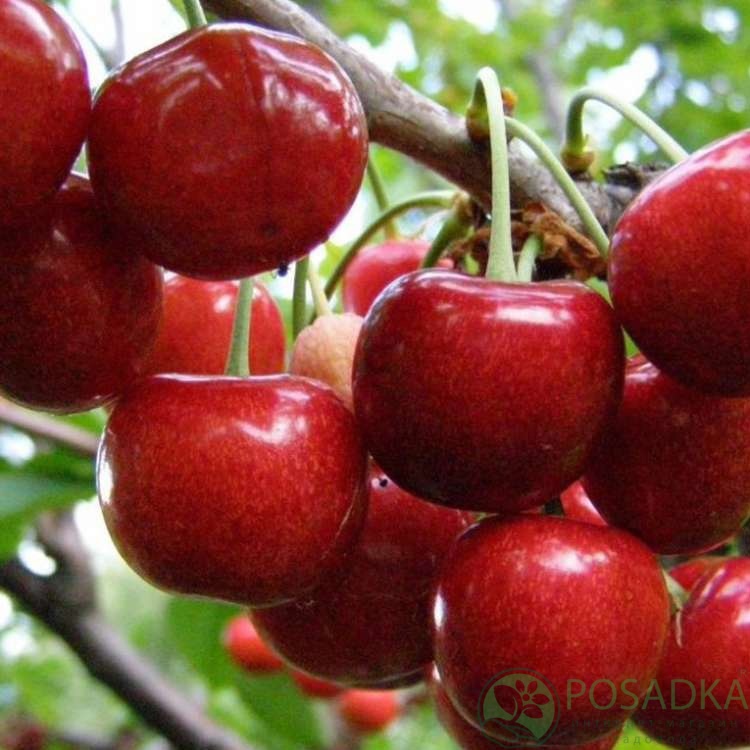 картинка Черешня Василиса 