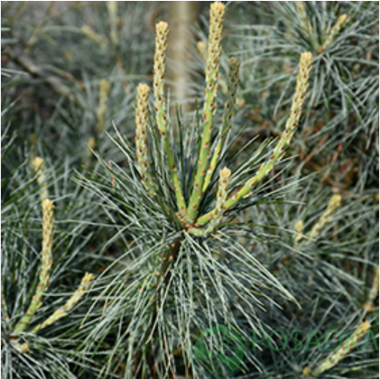 картинка Сосна веймутова Блю Кловерс 