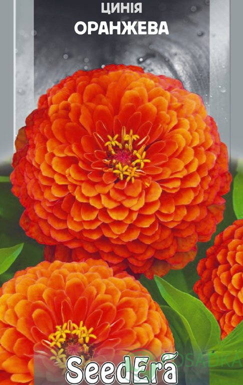 картинка Циния высокорослая элегантная Оранжевая, семена 0.5 г, SeedEra 