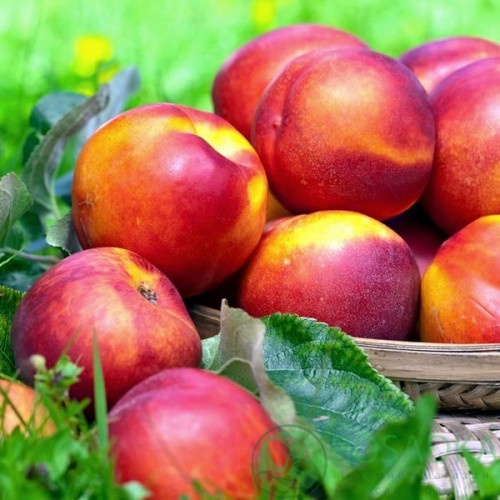 картинка Нектарин Харко 