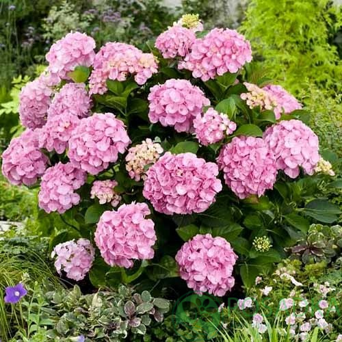 картинка Гортензия крупнолистная Pink Sensation (Пинк Сенсэйшн) 