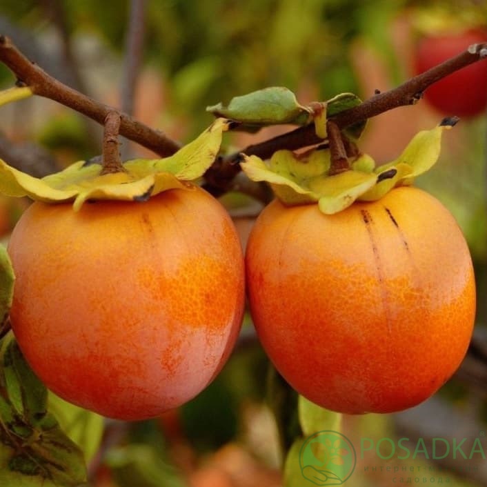 картинка Хурма Роман Кош (крупноплодная, поздняя) 