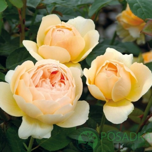 картинка Роза Английская Джуд зе Обскур 