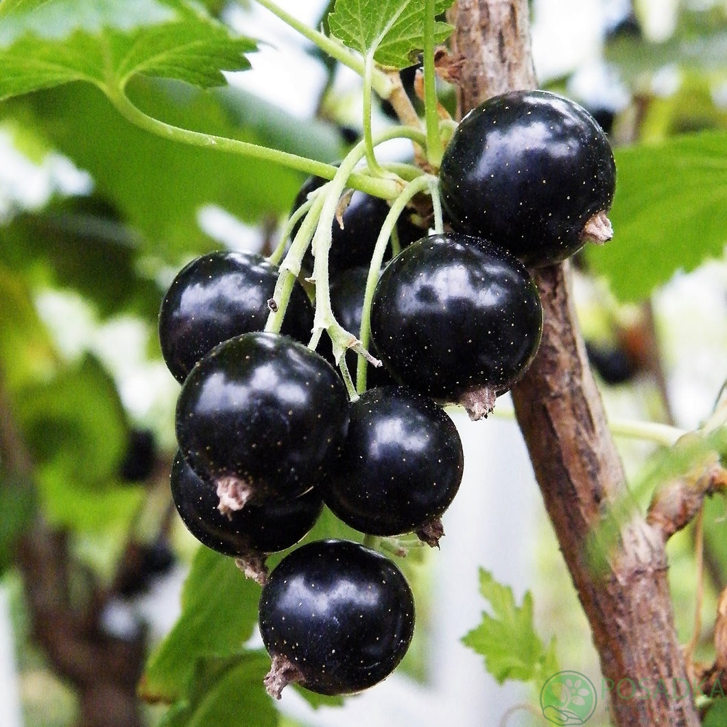 картинка Смородина чёрная Тайдо 