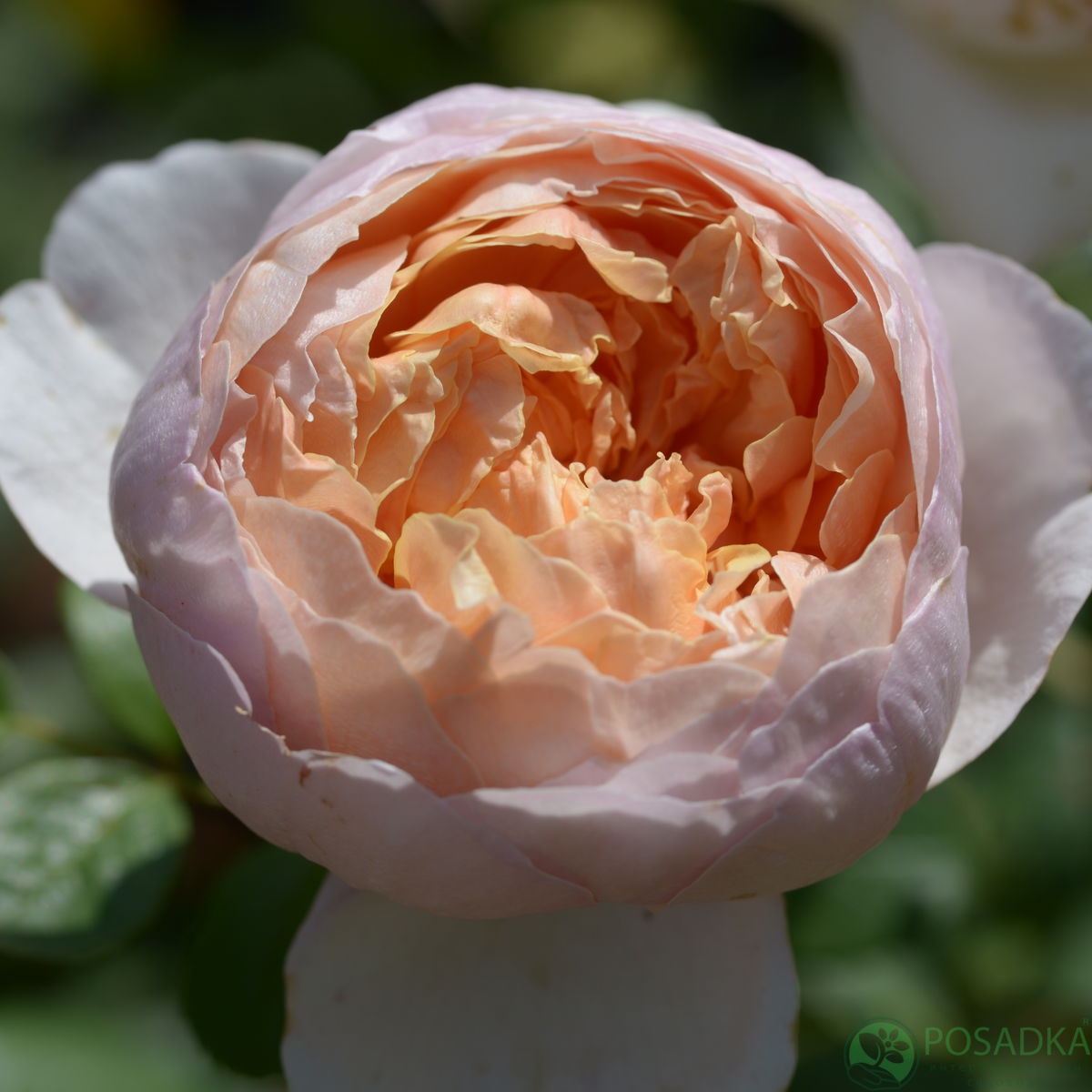 картинка Роза флорибунда Патер Пауль Рубенс  картинка Роза флорибунда Патер Пауль Рубенс