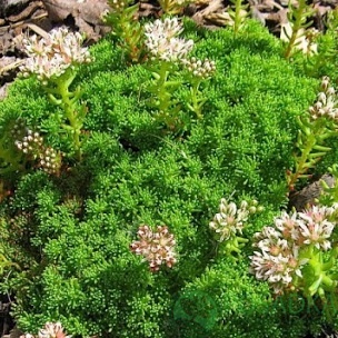 картинка Очиток (седум) Лидийский 