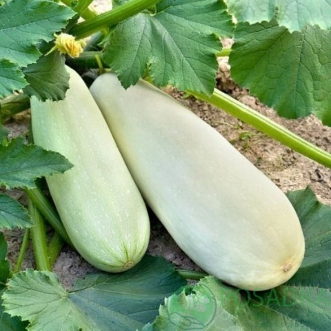 картинка Семена кабачок Белоплодний семена 3 г, SeedEra 