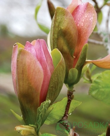 картинка Магнолия бруклинская Woodsman 7.5л 