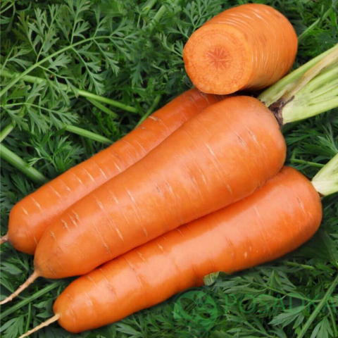 картинка Семена Морковь Яркая 2гр, SeedEra 