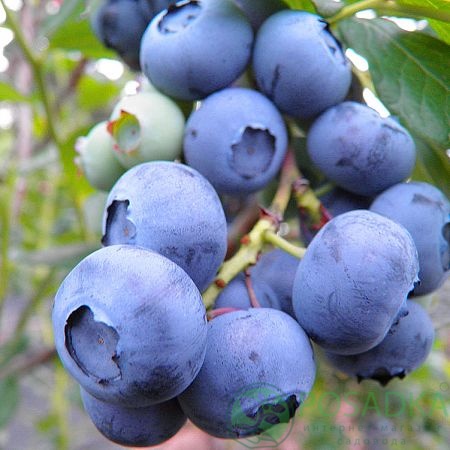 картинка Голубика 3 летняя Нельсон (контейнер С2) 