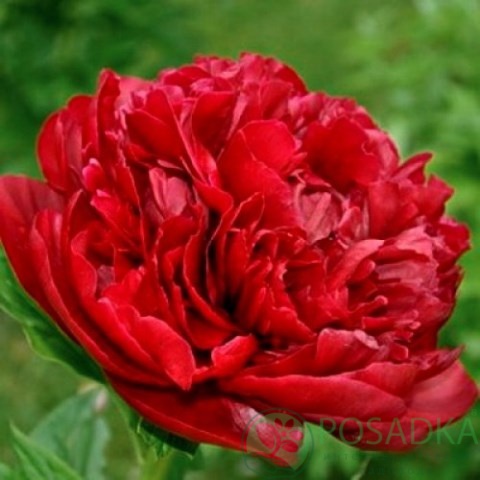 картинка Пион травянистый Henry Bockstoce 