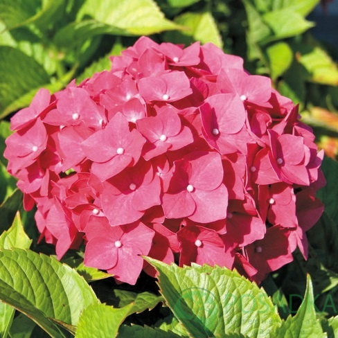 картинка Гортензия крупнолистная Hornli (Хорнли) 