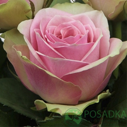 картинка Роза чайно-гибридная Бель Роуз (Belle Rose) С2 