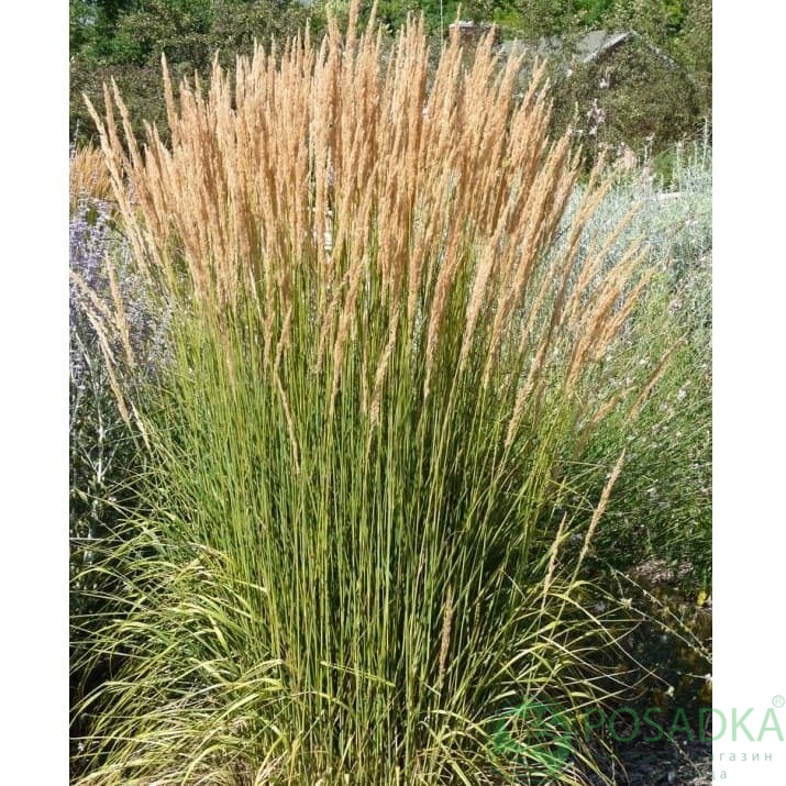 картинка Вейник остроцветковый Аваланш 