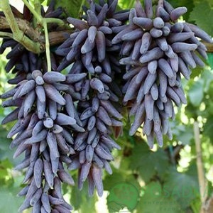 картинка Виноград Хеллоуин (Ведьмины пальцы) 
