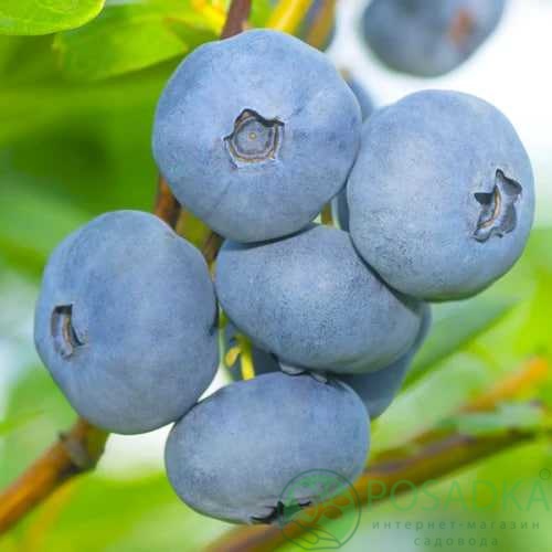 картинка Голубика 3 летняя Чантиклер (контейнер С2) 