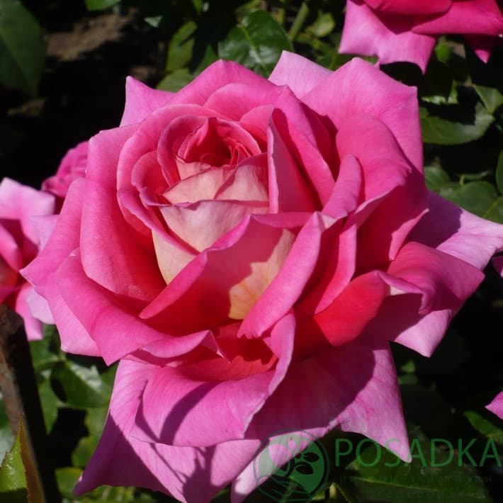 картинка Роза чайно-гибридная Шок Версилия 