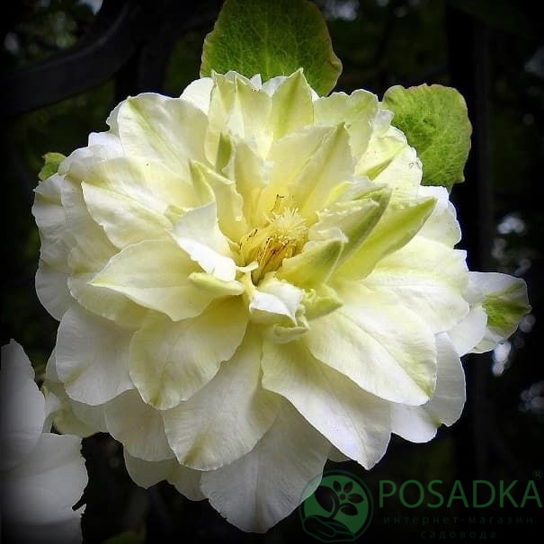 картинка Клематис Maria Skłodowska Curie PBR 