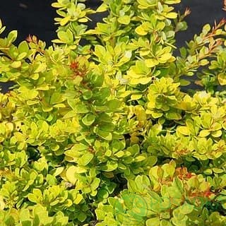 картинка Барбарис Тунберга Sensation 