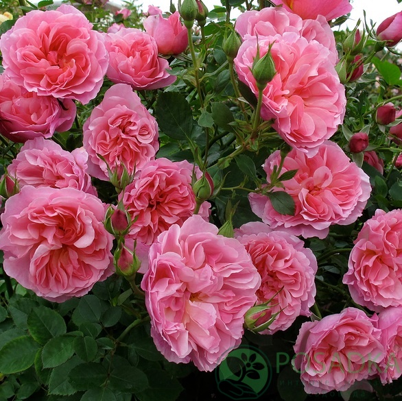 картинка Роза английская Боскобель 