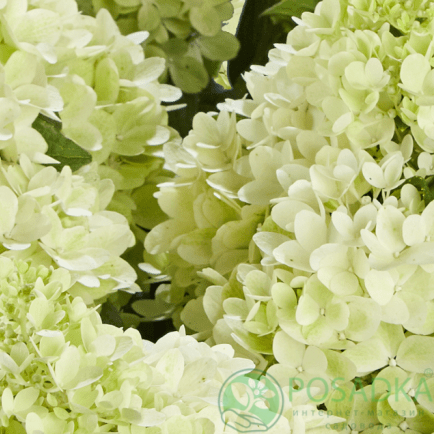 картинка Гортензия метельчатая Panorama (Панорама) 