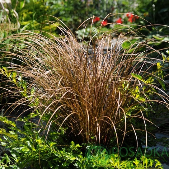 картинка Осока Аубурн (Carex Auburn) 