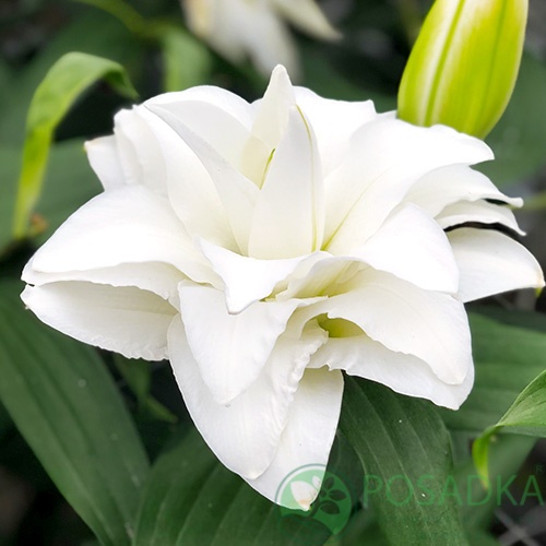 картинка Лилия Roselily Angela 