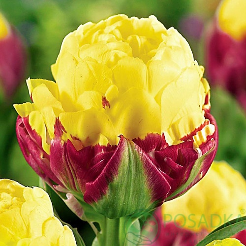 картинка Тюльпан Ice Cream Banana  картинка Тюльпан Ice Cream Banana