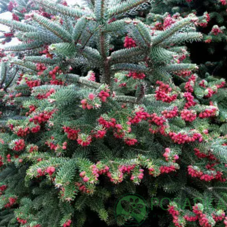 картинка Пихта испанская Serenade (Серенада) 