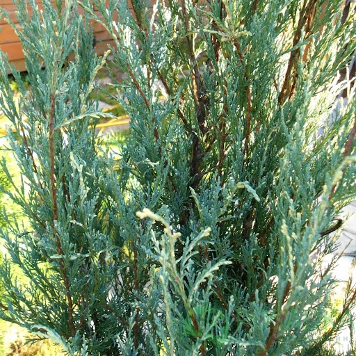 картинка Можжевельник скальный Сильвер Стар 