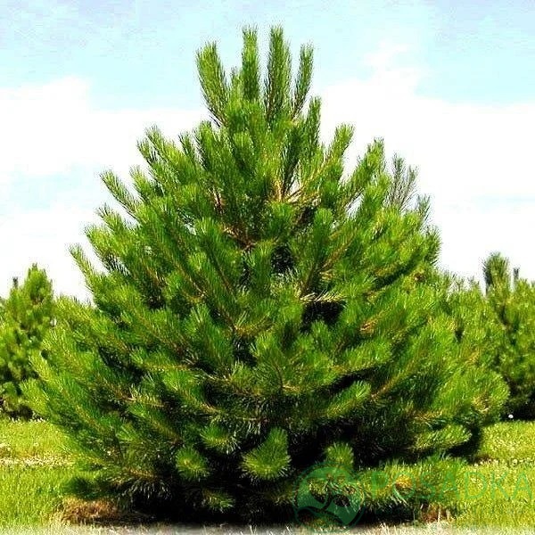 картинка Сосна обыкновенная  картинка Сосна обыкновенная