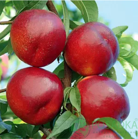 картинка Нектарин Биг Хейвен 