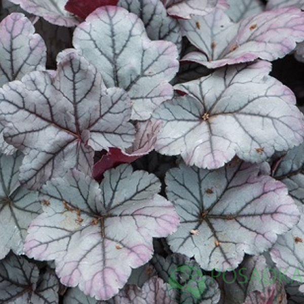 картинка Гейхера Rose Quartz (Роуз Кварц)  картинка Гейхера Rose Quartz (Роуз Кварц)