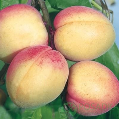 картинка Абрикос Фелпс 