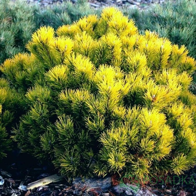 картинка Сосна горная Голден Глоу 